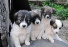 A fost amendat cu 5.000 de lei pentru că a refuzat să își sterilizeze câinele
