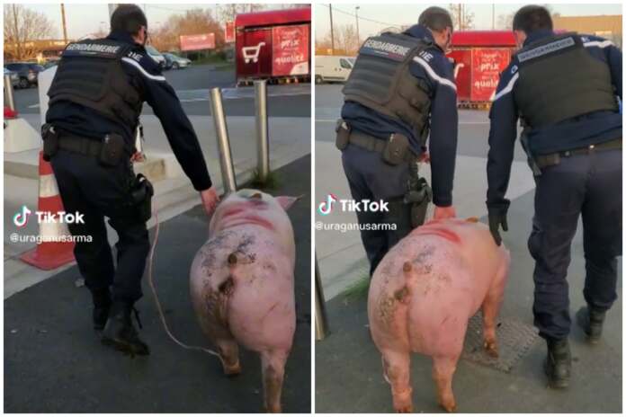 porc jandarmi