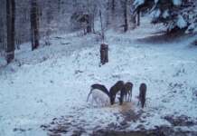 Credit foto: Obancea Cătalin, Parcul Natural Bucegi;