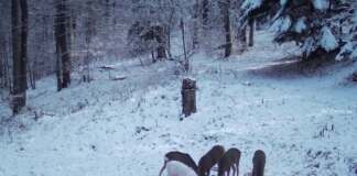 Credit foto: Obancea Cătalin, Parcul Natural Bucegi;