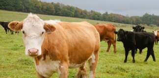 bovine, vaci