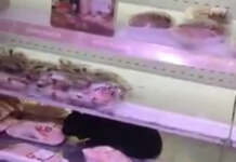O pisică a intrat în frigiderul cu carne al unui supermarket din București