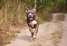 Un câine din rasa Amstaff a atacat un copil
