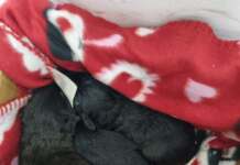 Bărbat căutat de polițiști, după a abandonat 3 pui de cățel. Imaginile au fost făcute publice