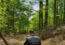 poliția lemne