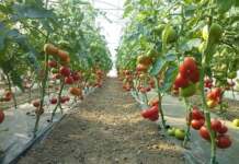 Scandalul roșiilor coapte artificial rosii-solar