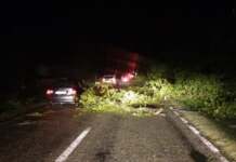 ISU Gorj în alertă noaptea trecută! Un bărbat cu oile a fost salvat. Zeci de copaci pe carosabil copaci cazuti pe asflat