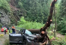 O femeie a murit după ce, mașina în care se afla, a fost strivită de un copac