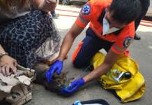 Video: Pompierii l-au scos din foc, amblanțierii au redus la viață un MOTAN motan salvat