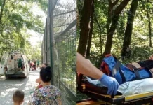 Un bărbat a fost muşcat de tigru la zoo. A băgat piciorul prin gard muscat de tigru la zoo