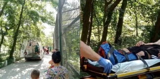 muscat de tigru la zoo