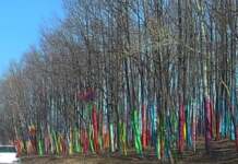 Vrei să ajuți la colorarea ”Pădurii colorate? Se caută voluntari Pădurea colorată