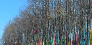 Pădurea colorată