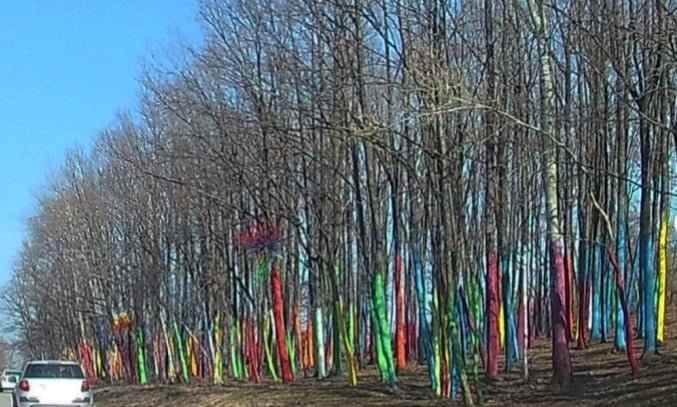 padurea colorata Pădurea colorată