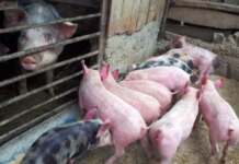 porci, pestă