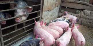porci, pestă