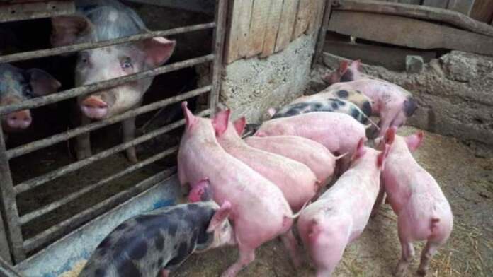 porci, pesta porci, pestă
