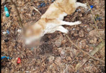 23 de cadavre canine găsite în pădure
