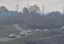 Cultură de canabis descoperită pe malul Jiului canabis
