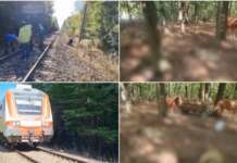 Peste 140 de oi, ucise de tren după ce ciobanul le-a lăsat nesupravegheate oi calcate de tren