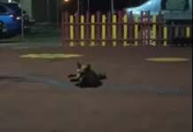 Video: La Tg-Jiu, o vulpe aproape domesticită, își face veacul printr-un cartier