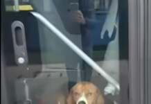 Un câine uitat în autobuz timp de 3 zile caine uitat in autobuz