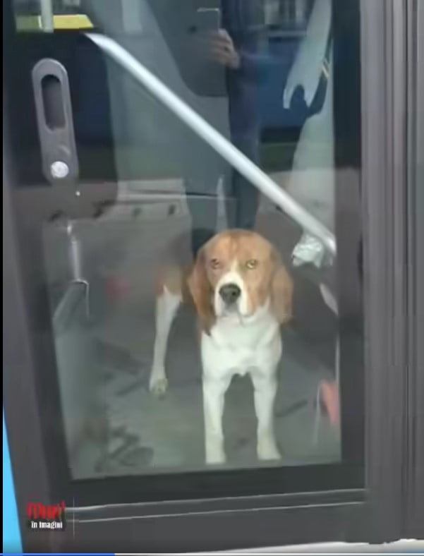 caine uitat in autobuz caine uitat in autobuz