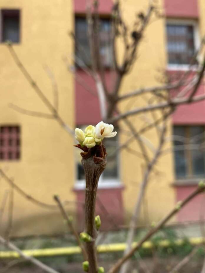 pomi infloriti alba iulia