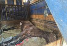 Polițist din Tg-Jiu, pe cale să fie linșat de cetățenii din Obreja. I-a deranjat sirena