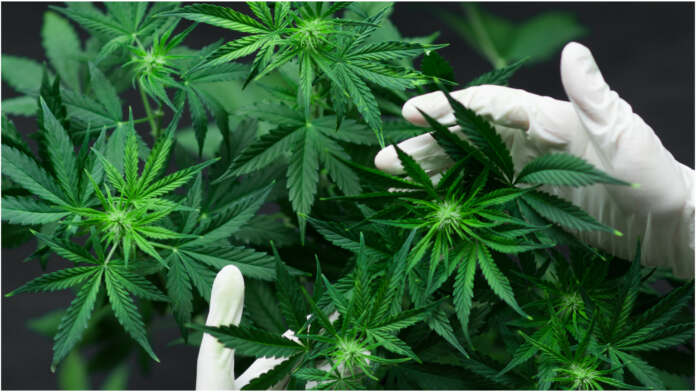 canabis-planta-foto-shutterstock