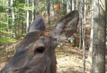 Video: O căprioară a dorit să-și facă un selfie la o cameră video instalată în pădure