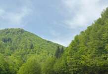 Sancțiune de 10.000 lei pentru transport ilegal de bușteni în județul Gorj