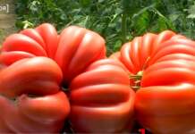 Roșiile gigant, pariul unui legumicultor din Oltenia: Soi hibrid adaptat cu succes și 100% bio