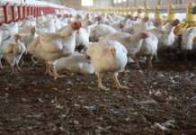 Tg-Jiu: Pute orașu’ de la prima oră ferma de pui Tg-Jiu, pute