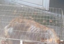 Scandalul de la Asociația „Pro Animals” din Tg-Jiu: Donații obținute prin metode controversate și condiții inumane pentru câini