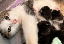 Femeie amendată cu 12.000 de lei după ce a abandonat o pisică cu patru pui