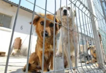 Scandal la adăpostul public din Târgu Jiu: 60 de câini eutanasiați, acuzații de nerespectare a legii și abuzuri