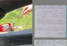 Sancțiuni de 1500 lei aplicate pentru hrănirea ilegală a urșilor