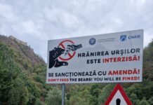 Panouri de avertizare instalate Transfăgărășan, pentru a descuraja hrănirea urșilor „cerșetori”