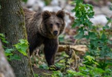 Alertă RO-ALERT în Bumbești Jiu: Un urs a fost semnalat în zona Uzinei de Armament