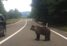 Urs lovit de o maşină pe DN 14B, căutat de autorităţi pentru a fi tratat