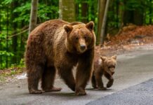Atenționare în Turcinești: ursoaică cu pui observată aproape de locuințe