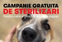 Campanie GRATUITĂ de sterilizări și microcipări pentru câini și pisici în Târgu Jiu