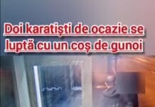 Vandalism la o stație de transport în comun: Doi indivizi surprinși în acțiune de camerele de supraveghere