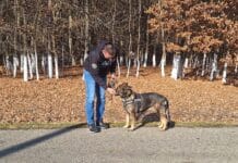 Furt calificat rezolvat cu ajutorul câinelui de urmă Bella: Tânăr de 21 de ani, reținut de polițiștii din Tismana