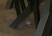 Video: Scandal într-un restaurant din centrul Târgu Jiului: un turist a filmat un șobolan în apropierea mesei