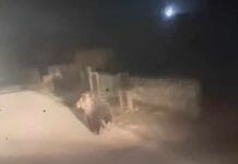 Panică la Frâncești: Un urs speriat aleargă pe ulițele satului, urmărit de farurile mașinilor