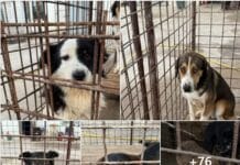 „Salvează-ne!” Cățeii din Târgu-Jiu au nevoie de tine pentru a supraviețui!