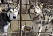 „Moda Husky” lasă urme dureroase: Zeci de câini abandonați pe străzi și în adăpost la Târgu-Jiu