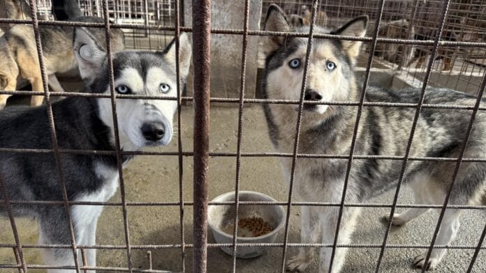 husky catei adapost
